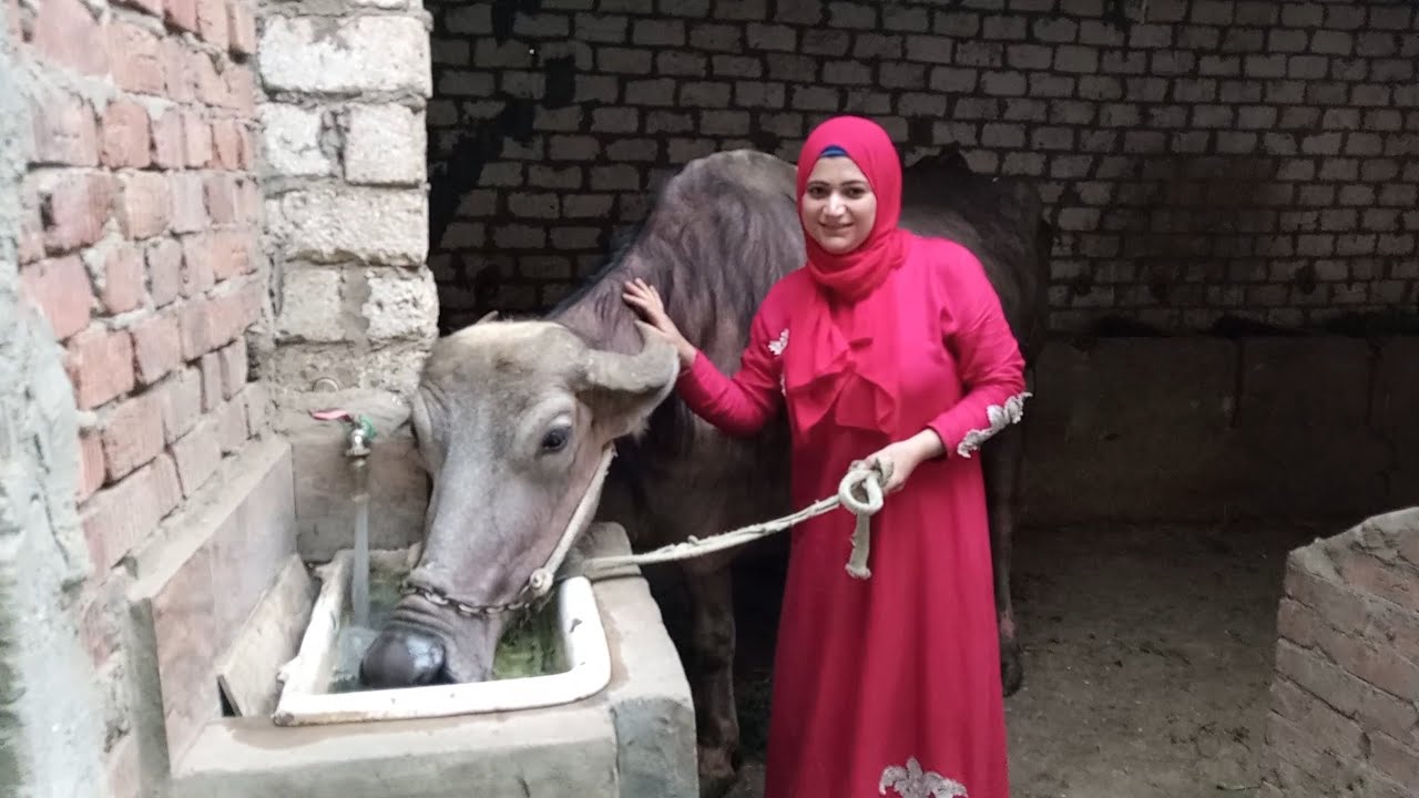 روتين العصارى عند المواشى لمامت كنزى/لو مبتعرفوش تطيبوا الخاطر متكسروهاش /كما تدين تدان