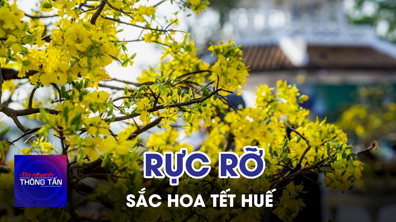 Rực rỡ sắc hoa Tết Huế | Tin nhanh Thông tấn