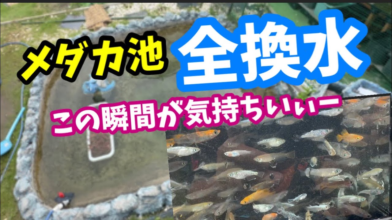 巨大池ですが、水換えは簡単に出来るシステムです！【メダカ】