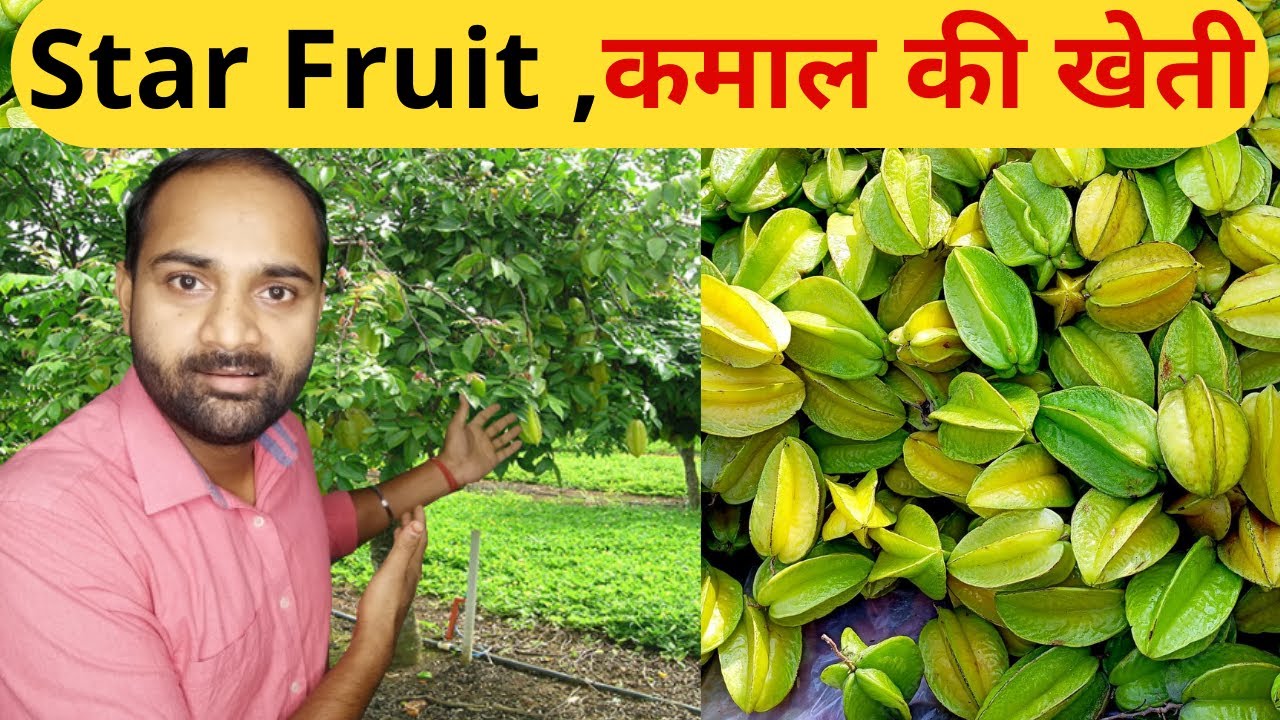Star Fruit Farming = लाखों की खेती 🤔😇 [Carambola ] कमरख की खेती #starFruit #Carambola#BigIncomeKheti