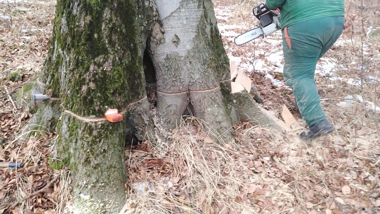 Stihl ms 461 döntés bükk /Hármuta /5