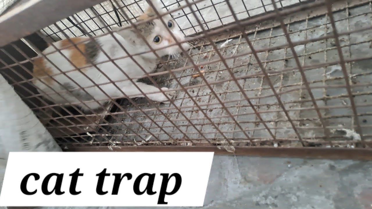 ਬਿੱਲੀ ਤੇ ਕਬੂਤਰ ਦੋਵੇ ਫੜ ਲਏ || #petvlog #newvideo #kabooter