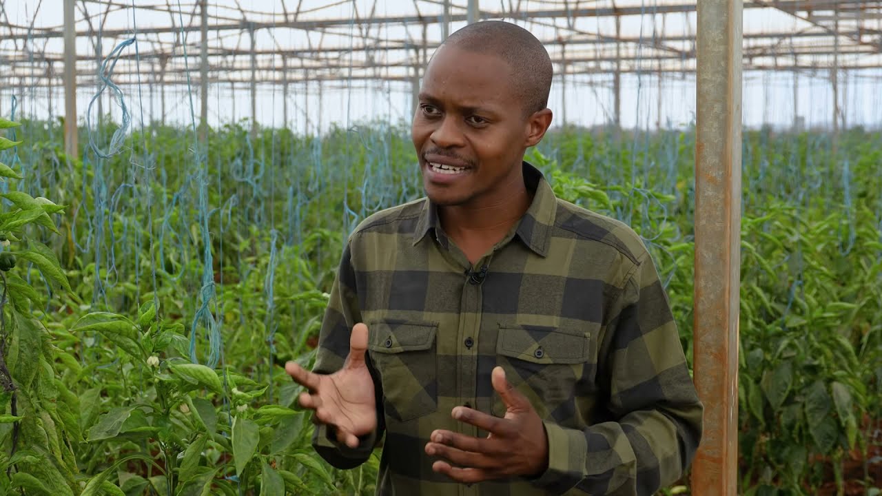 Here's everything you need to know about Oneo Farms