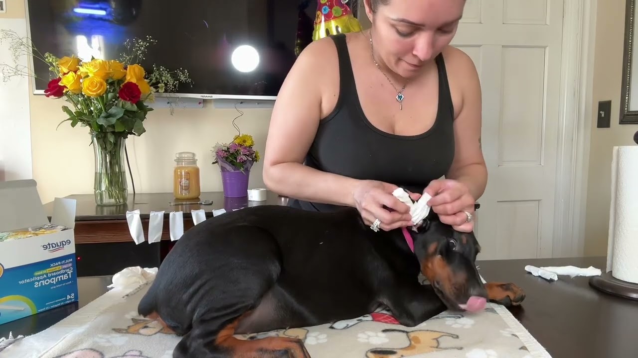 Doberman Ear Posting Video. This is How I Do It… Ear Posting Tips & Tricks… Puppies Ready To Go Home