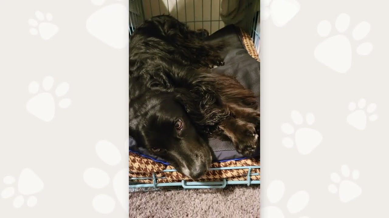Mag is using her Petspemf Pad for muscle recovery | PEMF Therapy