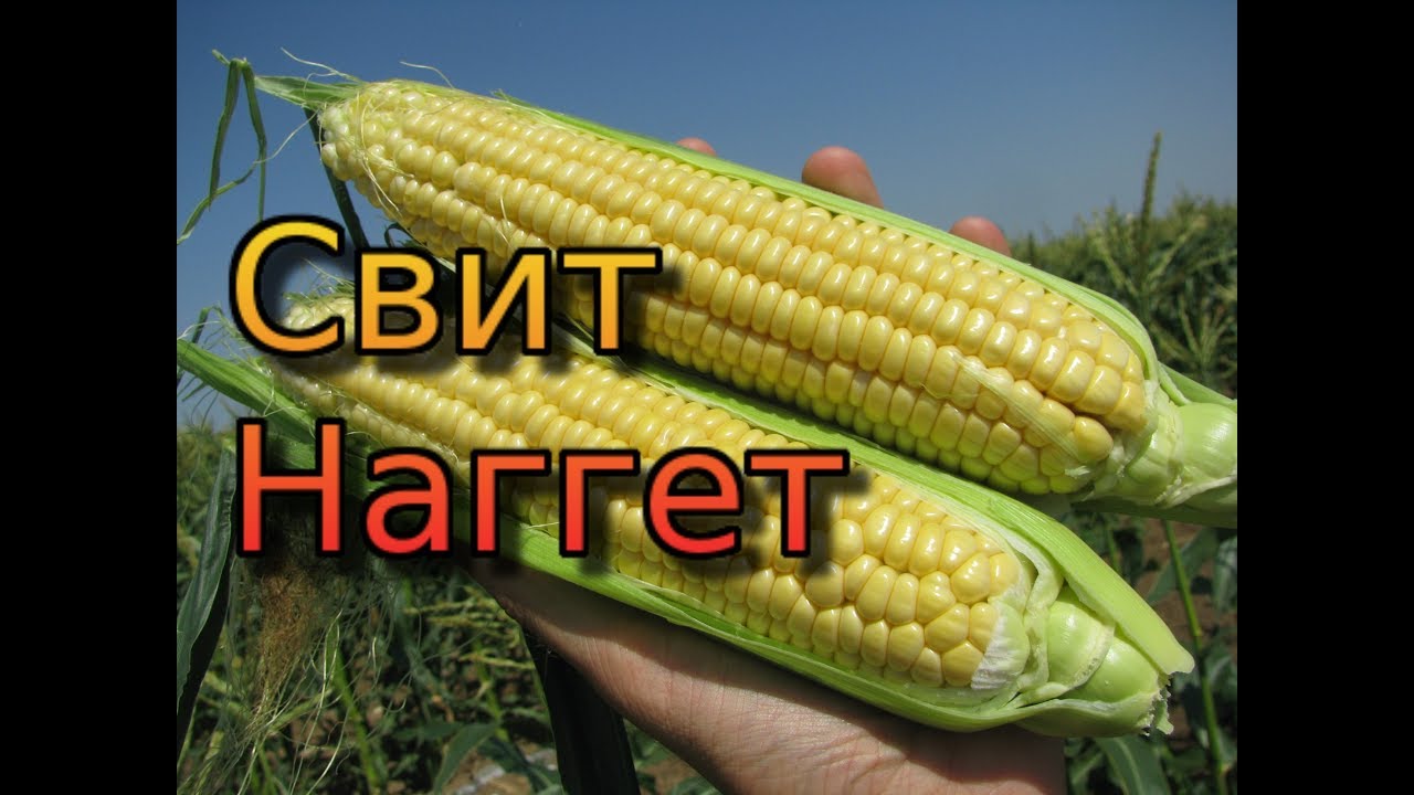 Сахарная кукуруза - серия 19. Зачистка Свит Наггета. Тести Голд. Уборка сладкой кукурузы.