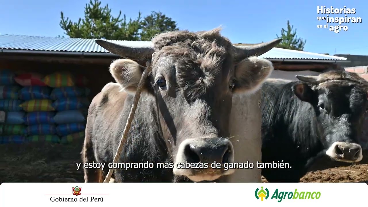 Historias que inspiran en el agro | pequeño productor pecuario de Ilave (Puno)