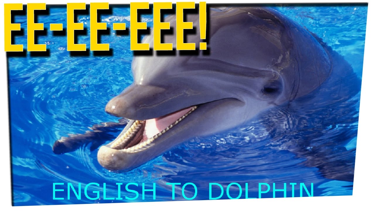 WEEKEND SCRAMBLE - We Could Translate Dolphin Language by 2021?! ft. DavidSoComedy