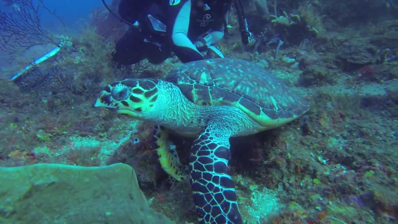 Plongée sur La Perle   Saint Pierre   GoProHD