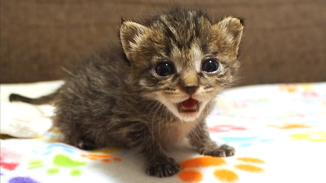近づくとかわいい威嚇をしてくる子猫の鳴き声が全然怖くない。【赤ちゃん猫】【保護猫　子猫】