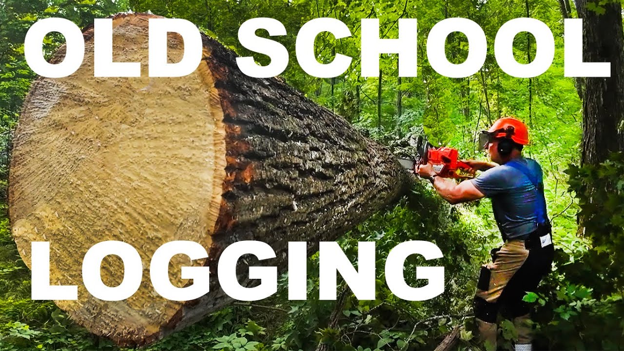 OLD SCHOOL LOGGING HAND CUTTING TIMBER!