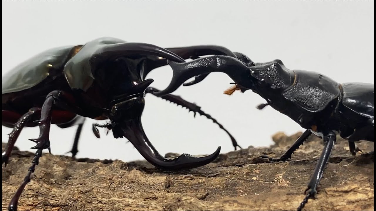 カブトムシ・クワガタ最強決定戦 第7回ミドル級GP