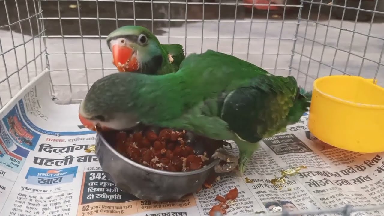 Madana Moustache Parrot 2025