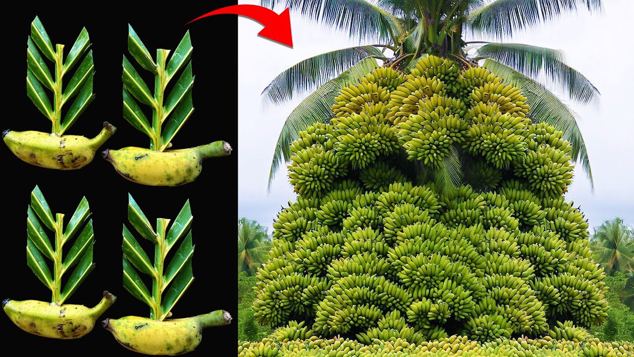Technique Grafting Banana Fruit With Coconut Leaves