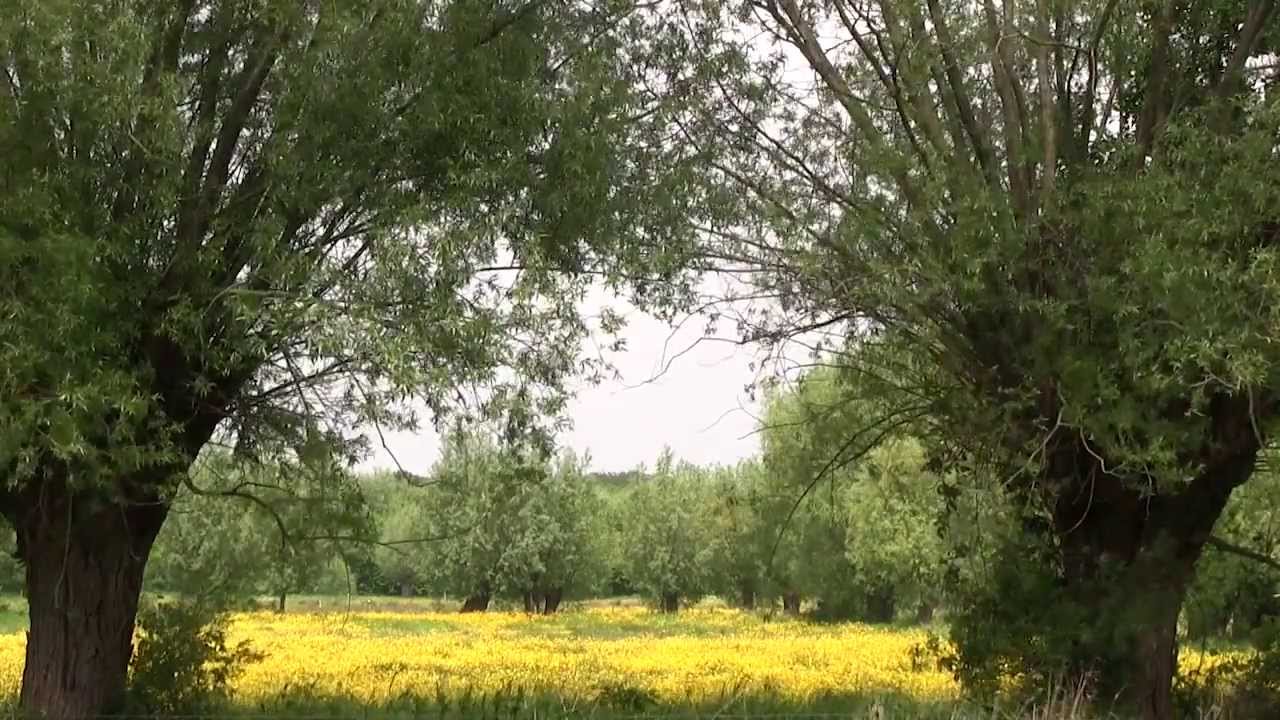 Graslanden Inleiding | Ecopedia