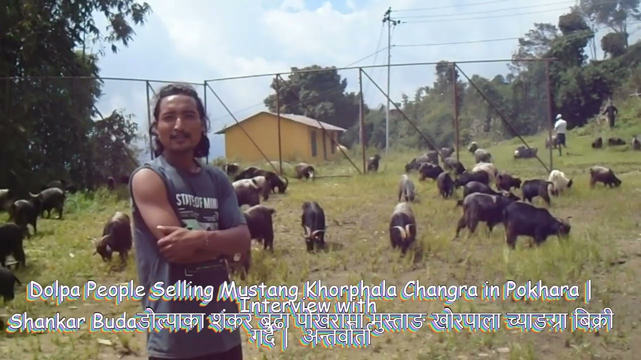 Dolpa People Selling Mustang Khorphala Changra in Pokhara
