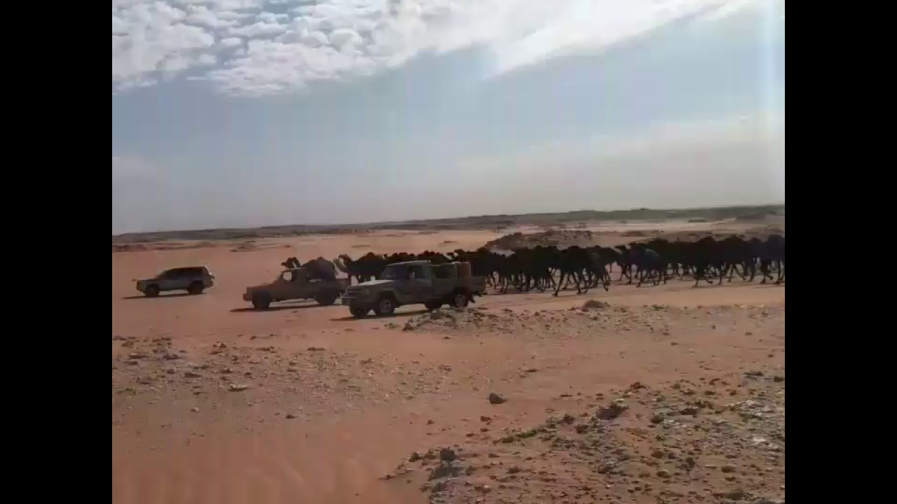 الشاعر : محمد بن نفل ال دمنان اليامي ( 3 )