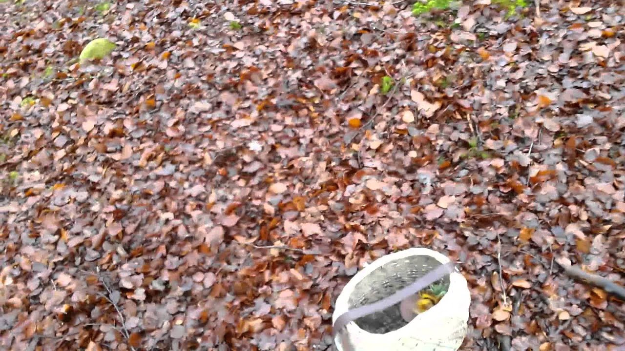 Spotting winter chanterelles (Craterellus tubaeformis)