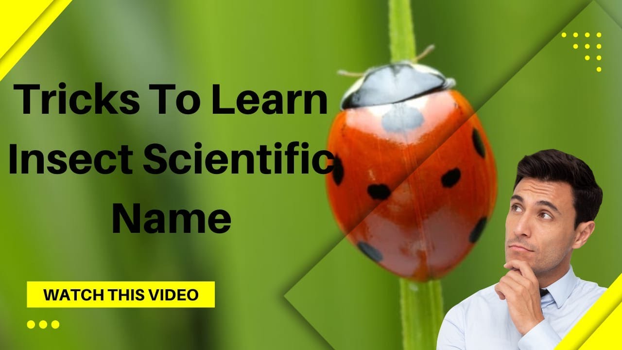 Tricks to learn insect scientific name #entomology #agronomy #afo #nabard #nabard_grade_a