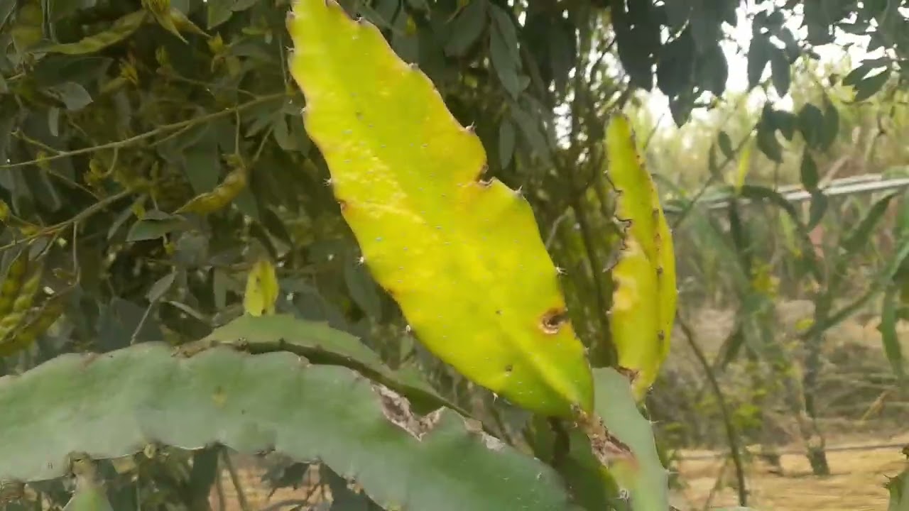 Abhishek dragon fruit #dragonfruit #vinter sijan #fruit kating #farming 