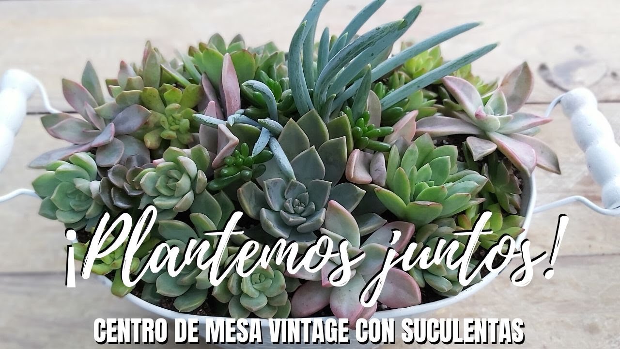 Arreglo con suculentas en maceta vintage para centro de mesa