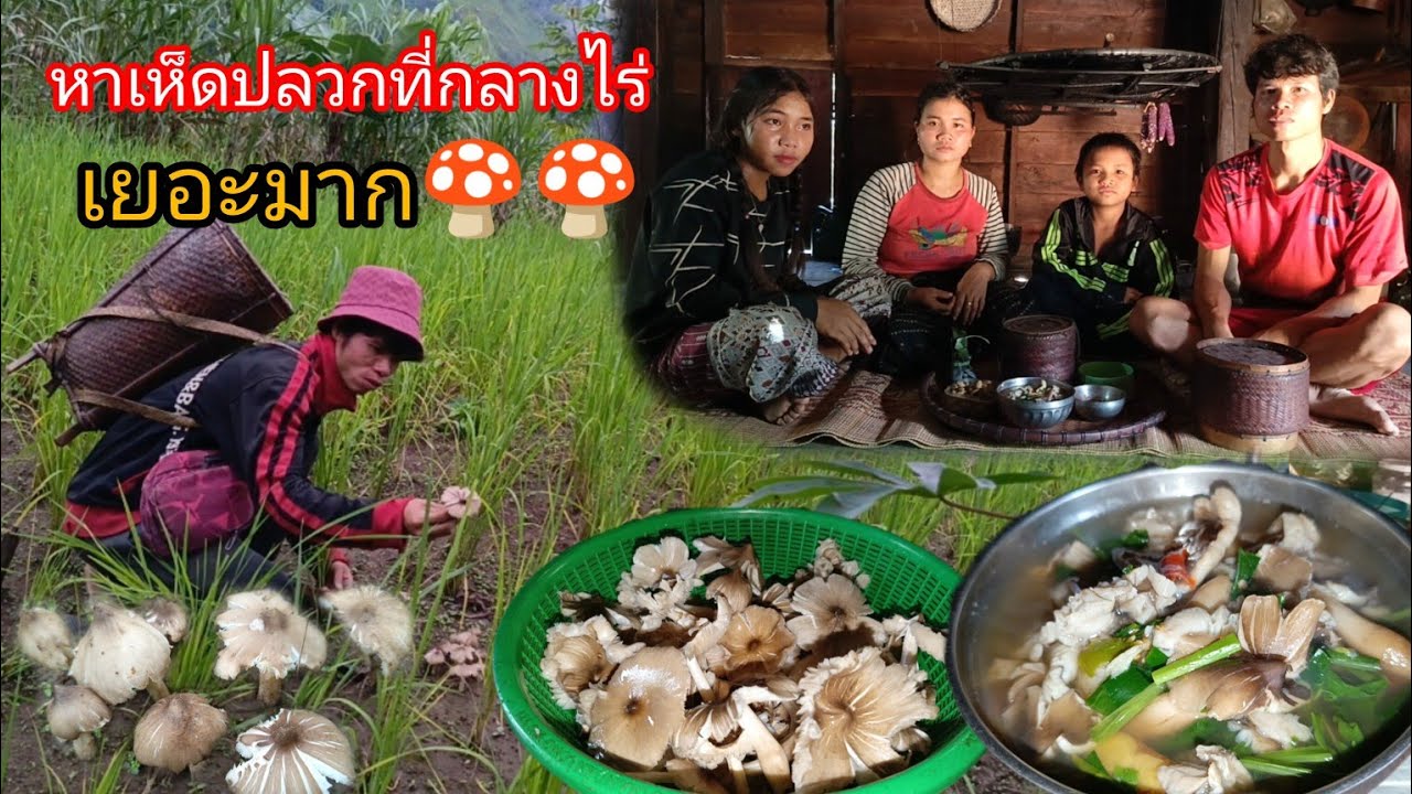 ไปหาเห็ดตามกลางไร่เยอะมาก ขุดจริงหรีด วันนี้มีน้องเมียมากินข้าวด้วยกัน แกงเห็ดปลวก อร่อยมาก-บ่าวยืง