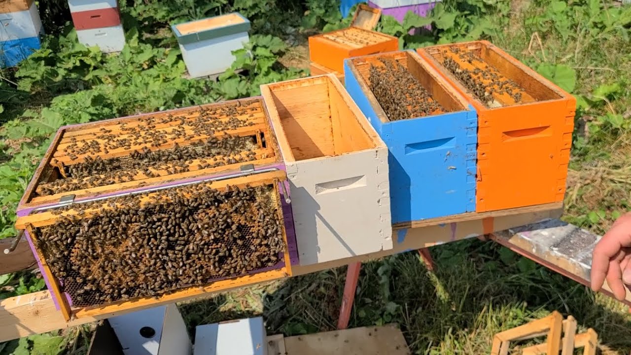 Splitting Colonies to make Overwintering Nucs - Our Process 2023