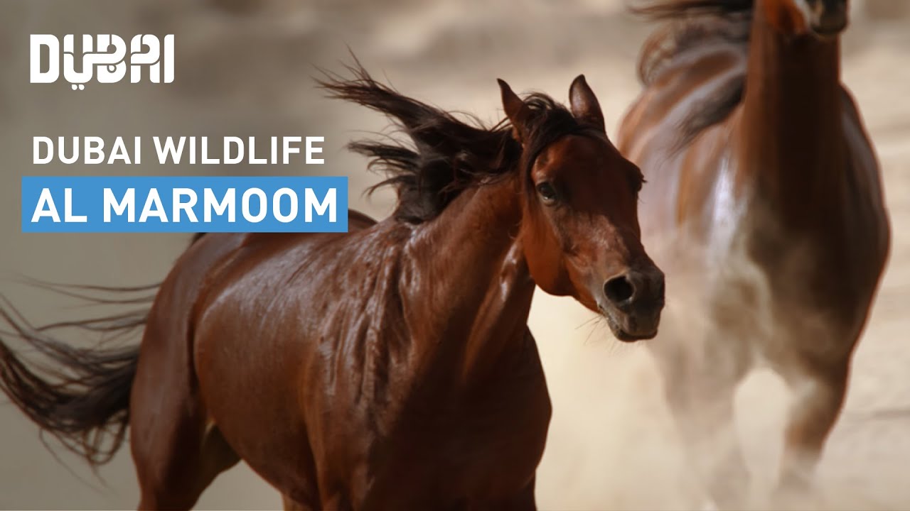 Al Marmoom Desert Conservation Reserve in 4K