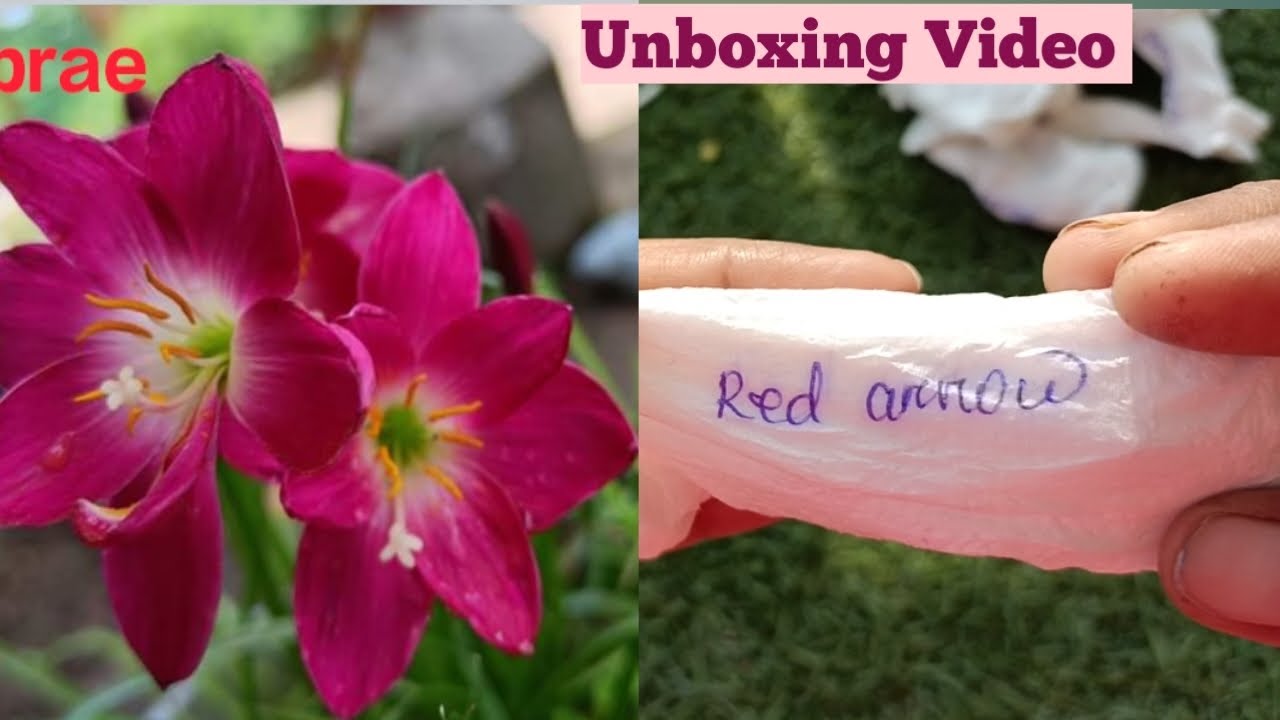 Rainlily Unboxing Video 🎁🎁