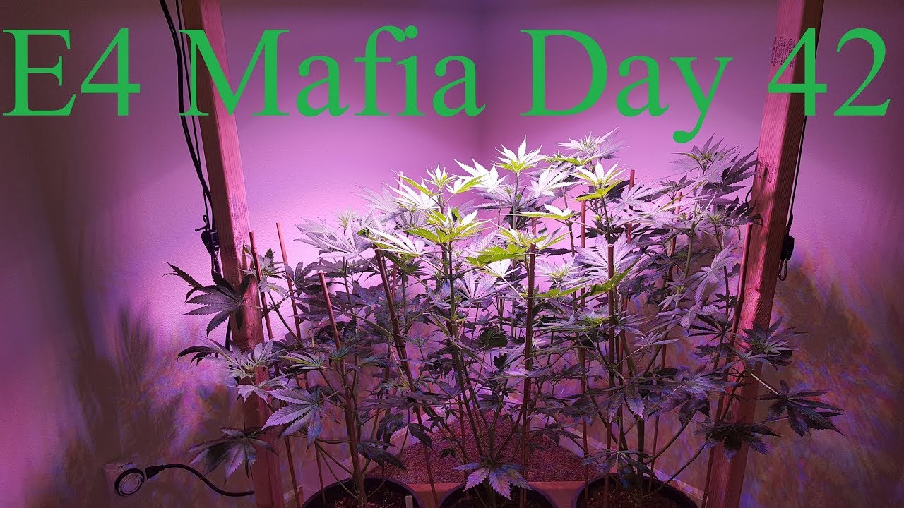 Calivetgrown E4 Mafia Grow Day 42