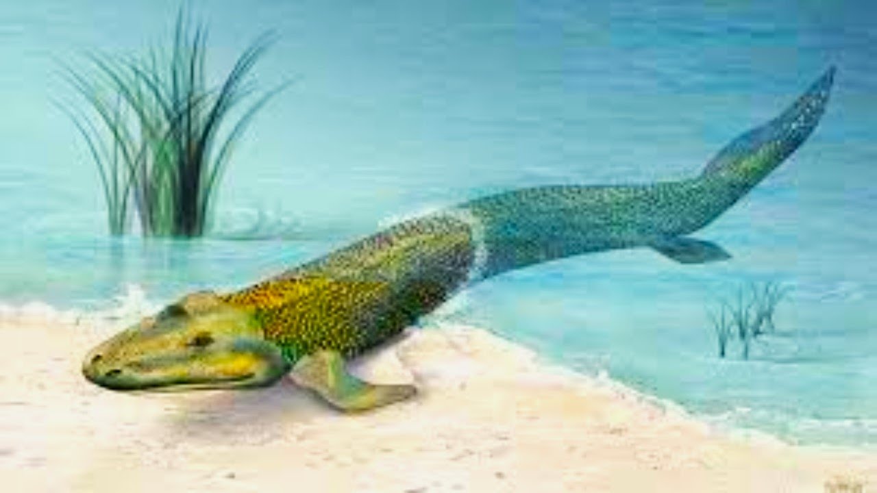 Fish to Dinosaurs Evolution