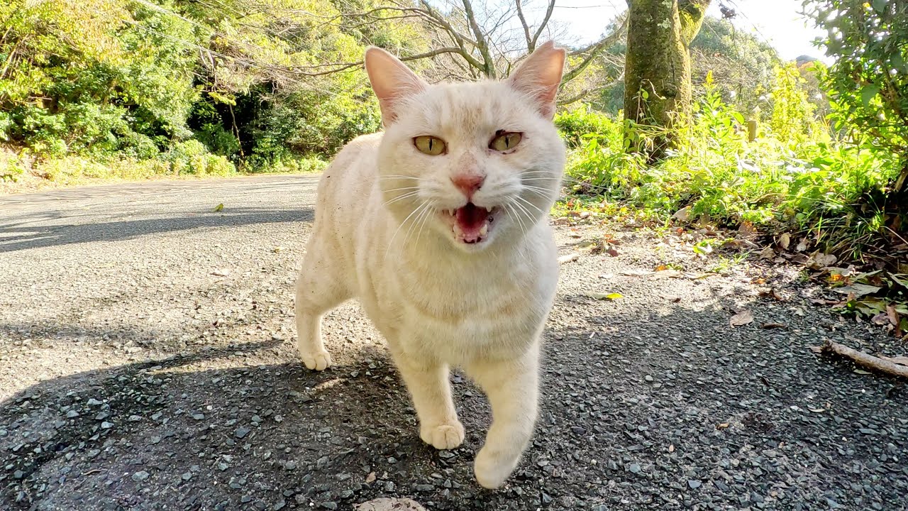 クリーム猫ちゃんが可愛い声で「モフって！」と要求してきた