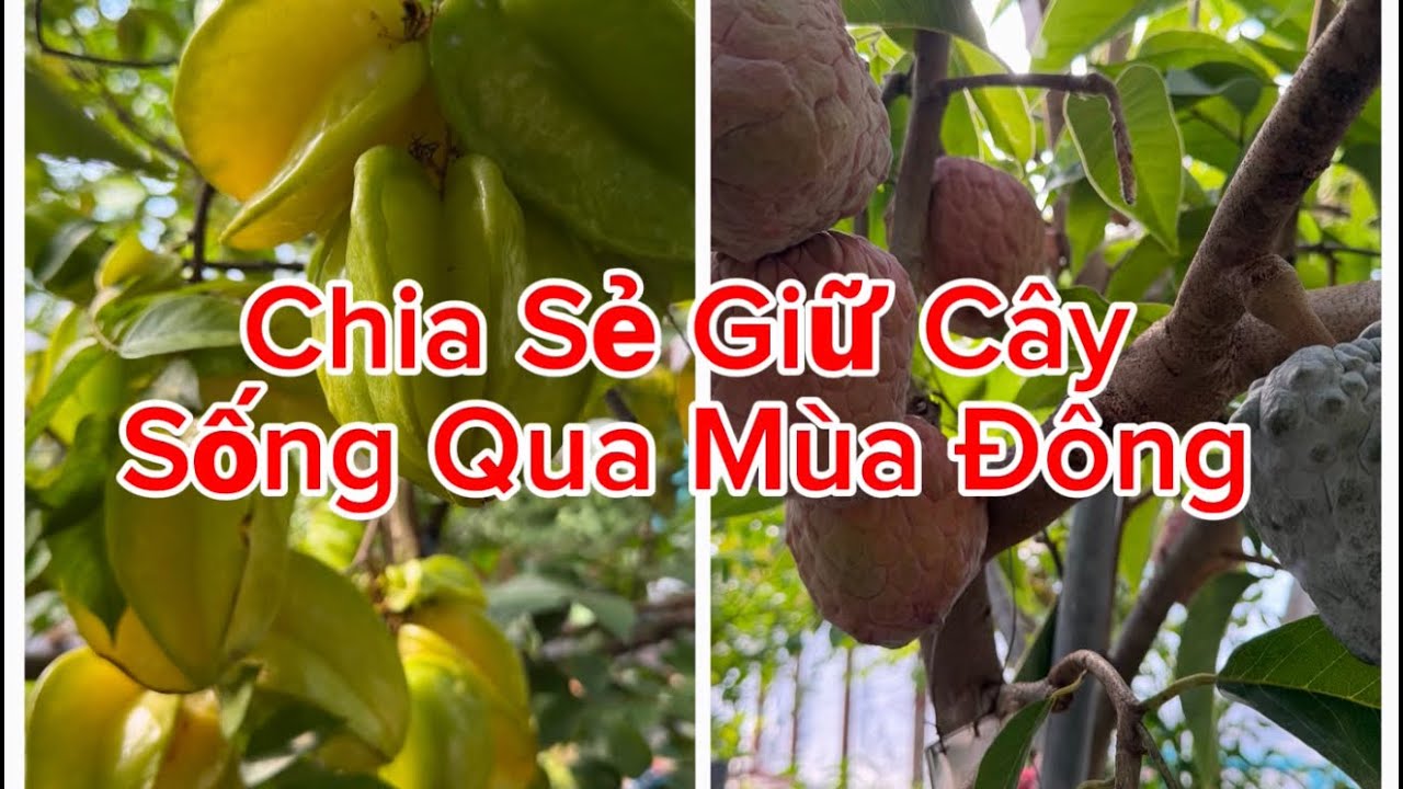 Cách Giữ Nhiệt Độ Cho Cây Sống Qua Mùa Đông Dễ Dàng. How to Keep Tropical Alive in Winter