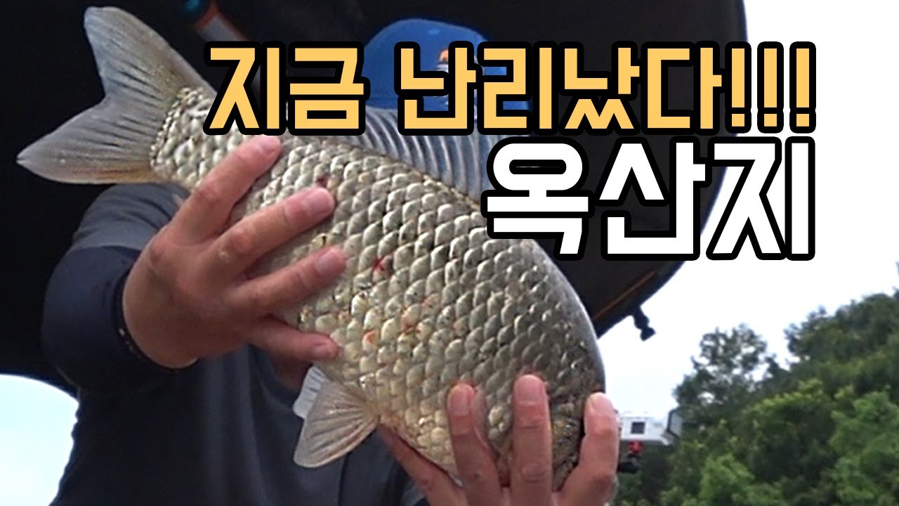 가온[붕어보트낚시]Ver146. 와~진짜 미쳤다!!! 나오면 죄다 4짜! 부여 옥산지!