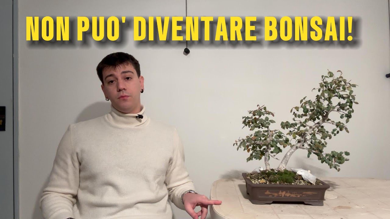 LA VERITÀ SU QUALI PIANTE POSSONO DIVENTARE BONSAI -LEZ 2