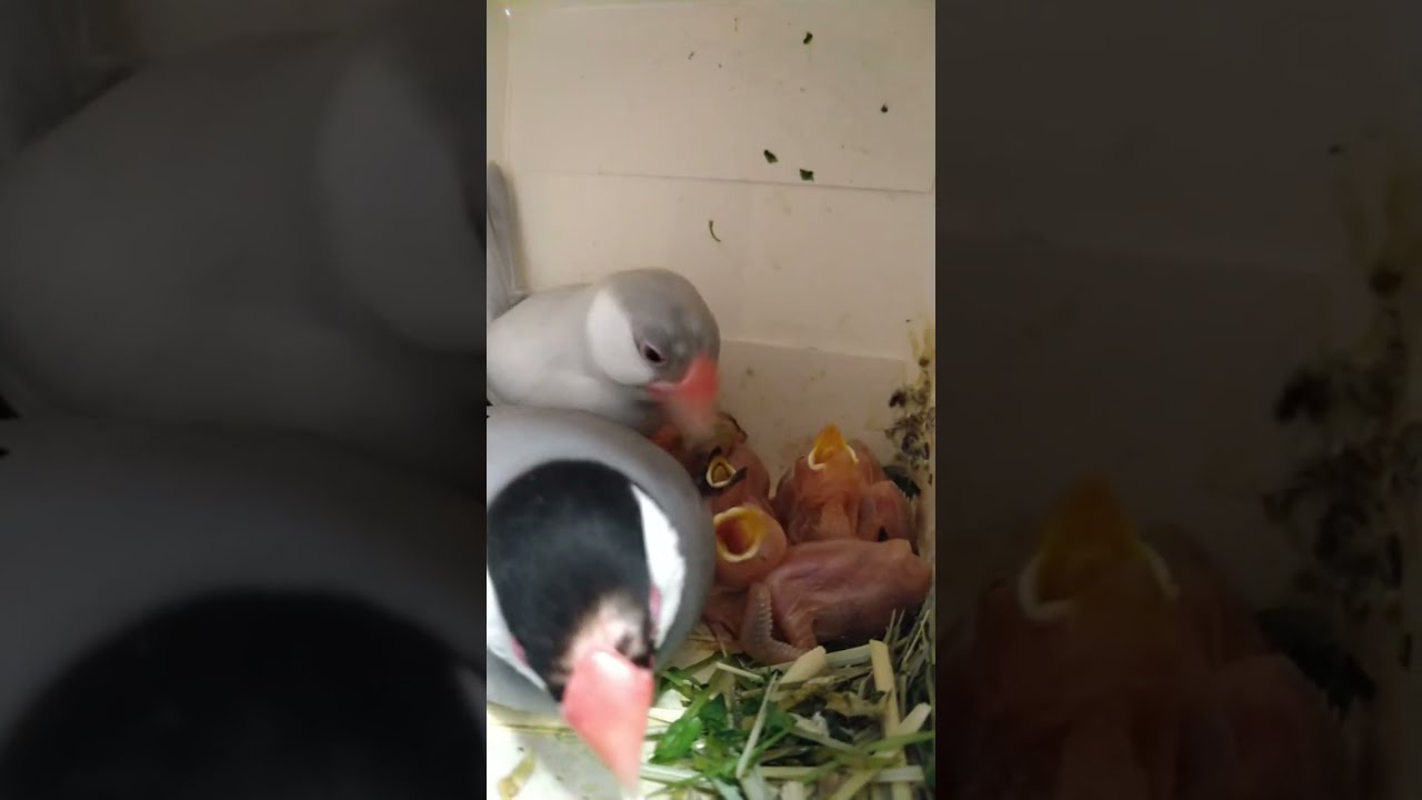 文鳥garden白鴨茶店 がライブ配信中！