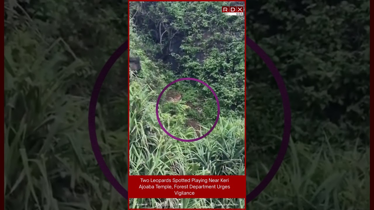 Two Leopards Spotted Playing Near Keri Ajoaba Temple, Forest Department Urges Vigilance