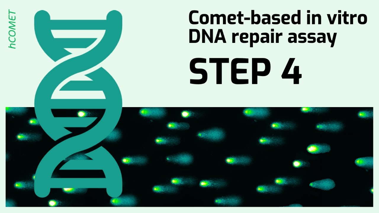 STEP 4: Incubation reaction // Comet-based in vitro DNA repair assay