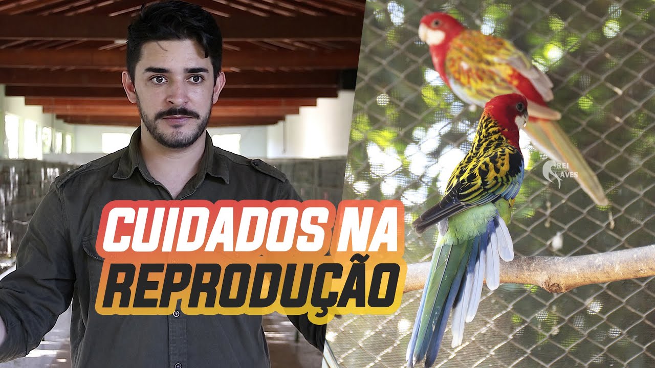 REPRODU&Ccedil;&Atilde;O DE ROSELAS: TOME CUIDADO COM ESSE DETALHE