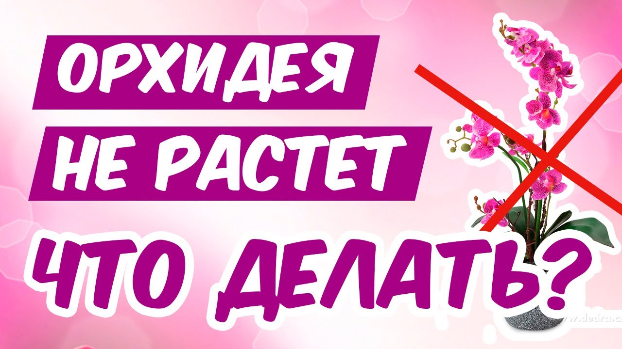 ОРХИДЕЯ НЕ РАСТЕТ, НЕ ЦВЕТЕТ, но внешне здорова! Что делать? Стимуляция орхидеи, пересадка в серамис