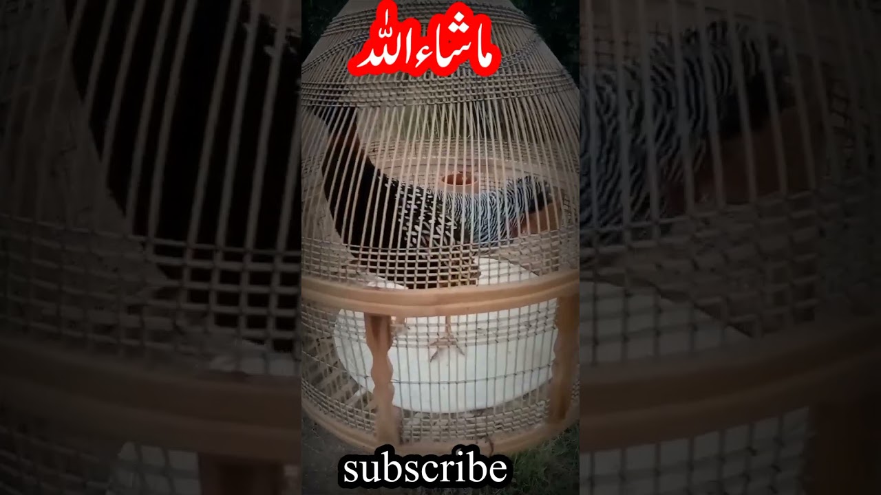 Kala teetar awaz | kala teetar phata | teetar voice | Kala teetar sound | sindhi teetar | Kala tetar