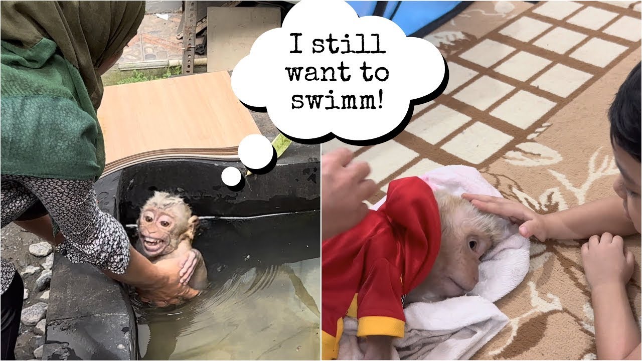 Baby Monkey Alpha was angry when Mommy told him to stop swimming and rinse immediately.