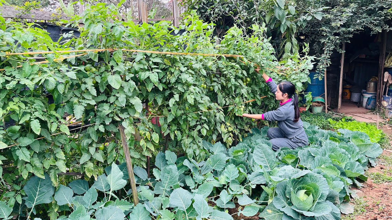 Ra đồng hái rau nấu bữa cơm quê - Ẩm Thực Kiều Quê