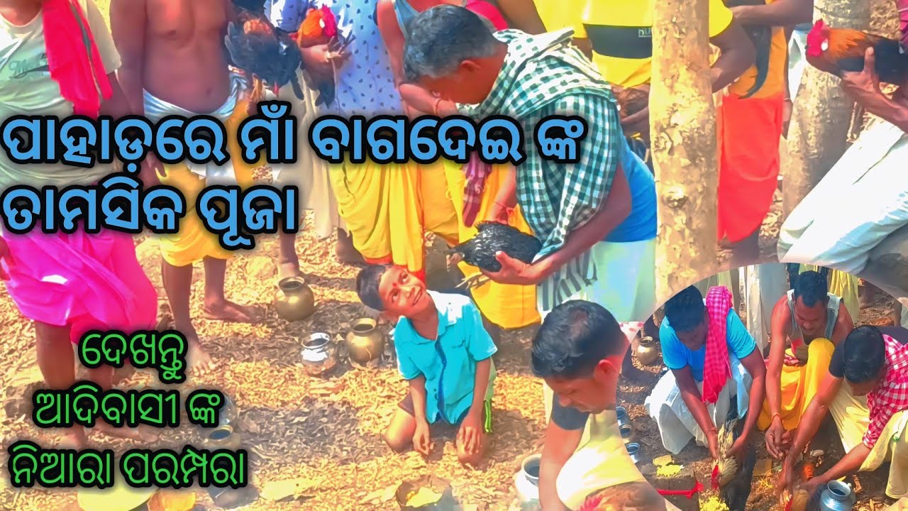 କନ୍ଧମାଳ ଆଦିବାସୀ ଙ୍କ ମାଁ ବାଗଦେଇ ପୂଜାର  ପରମ୍ପରା | Kandhamal Adivasi Maa Bagadei Puja panasagudavibes 