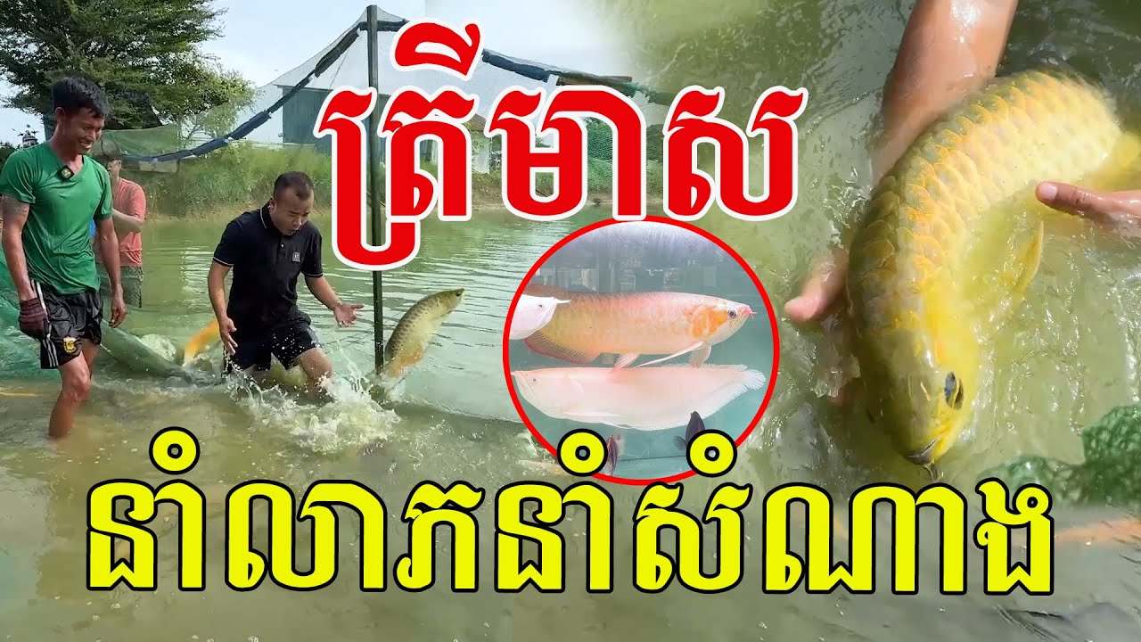 ត្រីនាគមាស គេជឿថានាំលាភនាំសំណាង អាយុអាចដល់២៥ឆ្នាំ