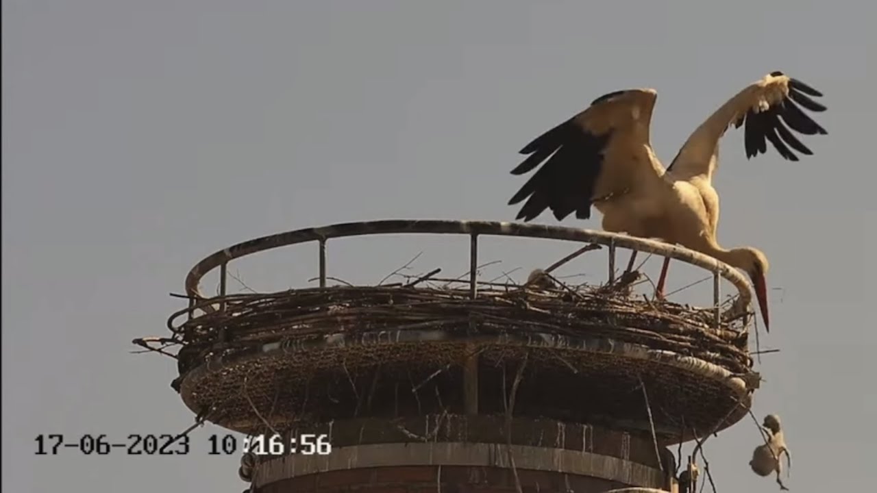 2023 06 17 Das kleinste K&uuml;ken wird aus dem Nest entfernt