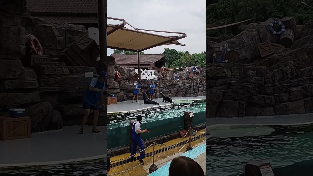 #sealions