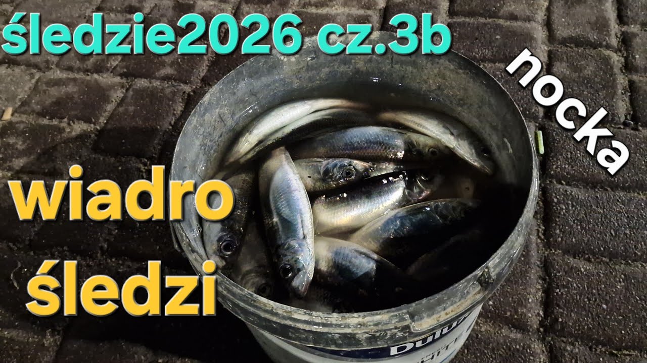 PEŁNE WIADRO ŚLEDZI po p&oacute;łnocy. Śledzie 2026 nocą też biorą (Gdańsk wędkarstwo 15.3.2026) cz.3b