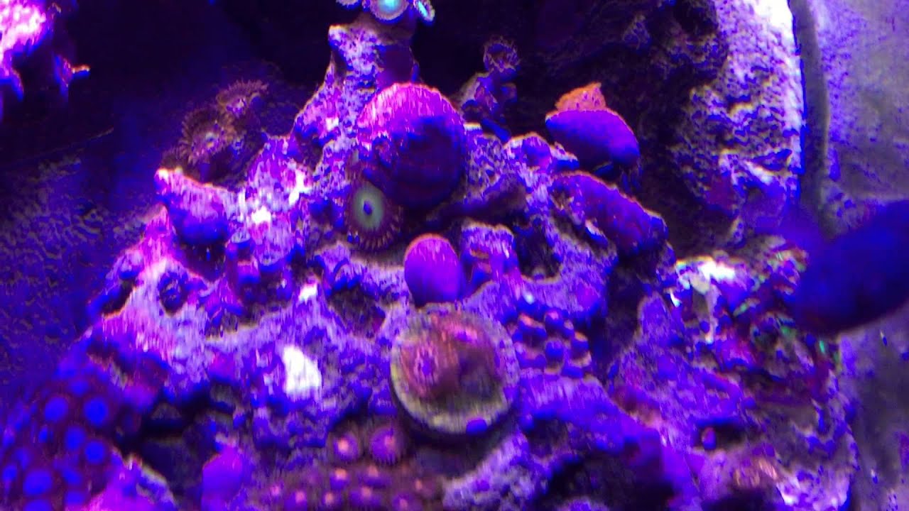 Showing off my corals :)