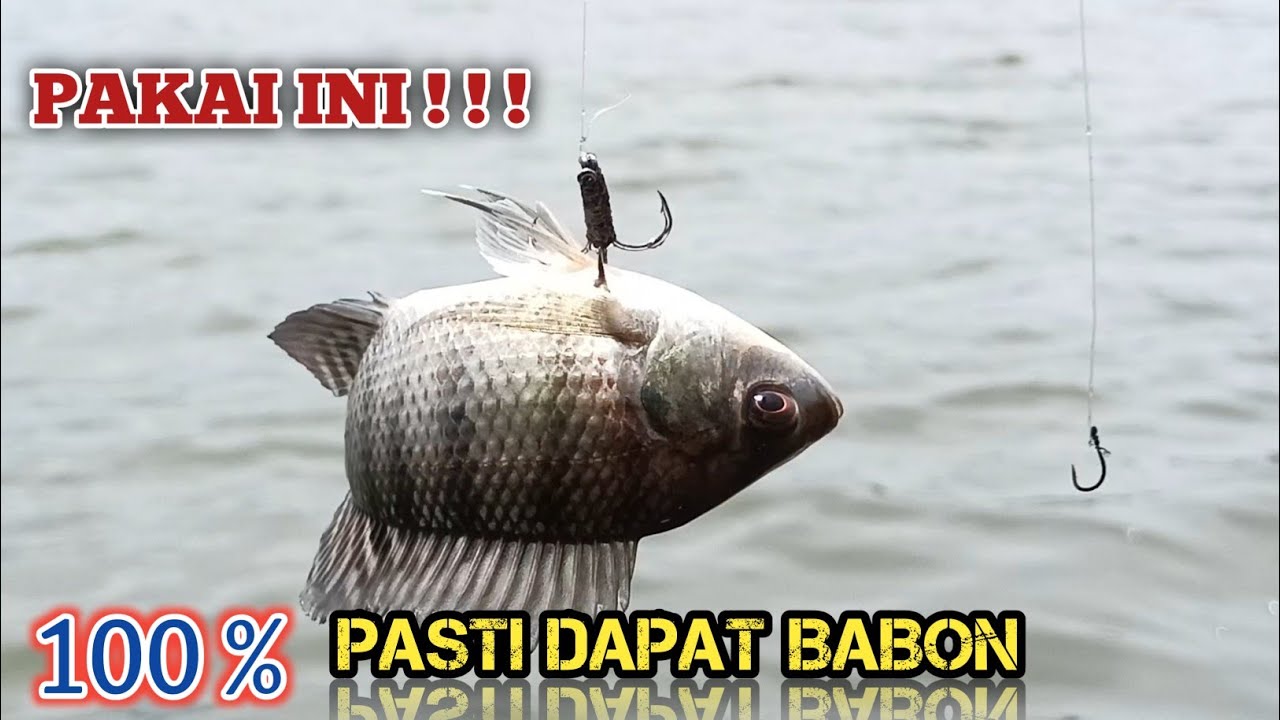 CARA GARONG IKAN NILA LIAR || DI JAMIN PASTI DAPAT BABON
